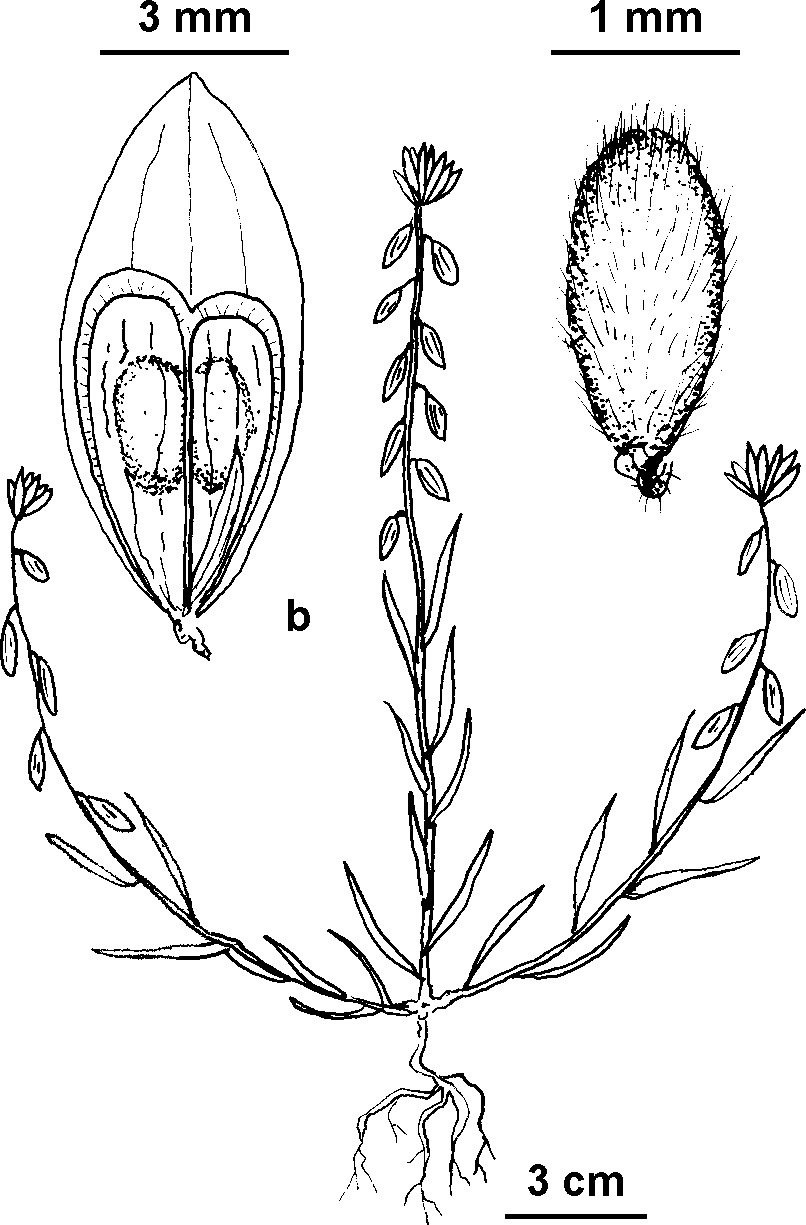 Polygala monspeliaca (hero image)