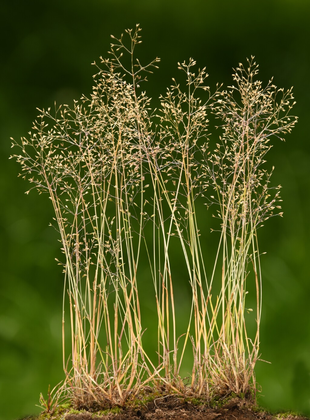 Molineriella minuta (hero image)