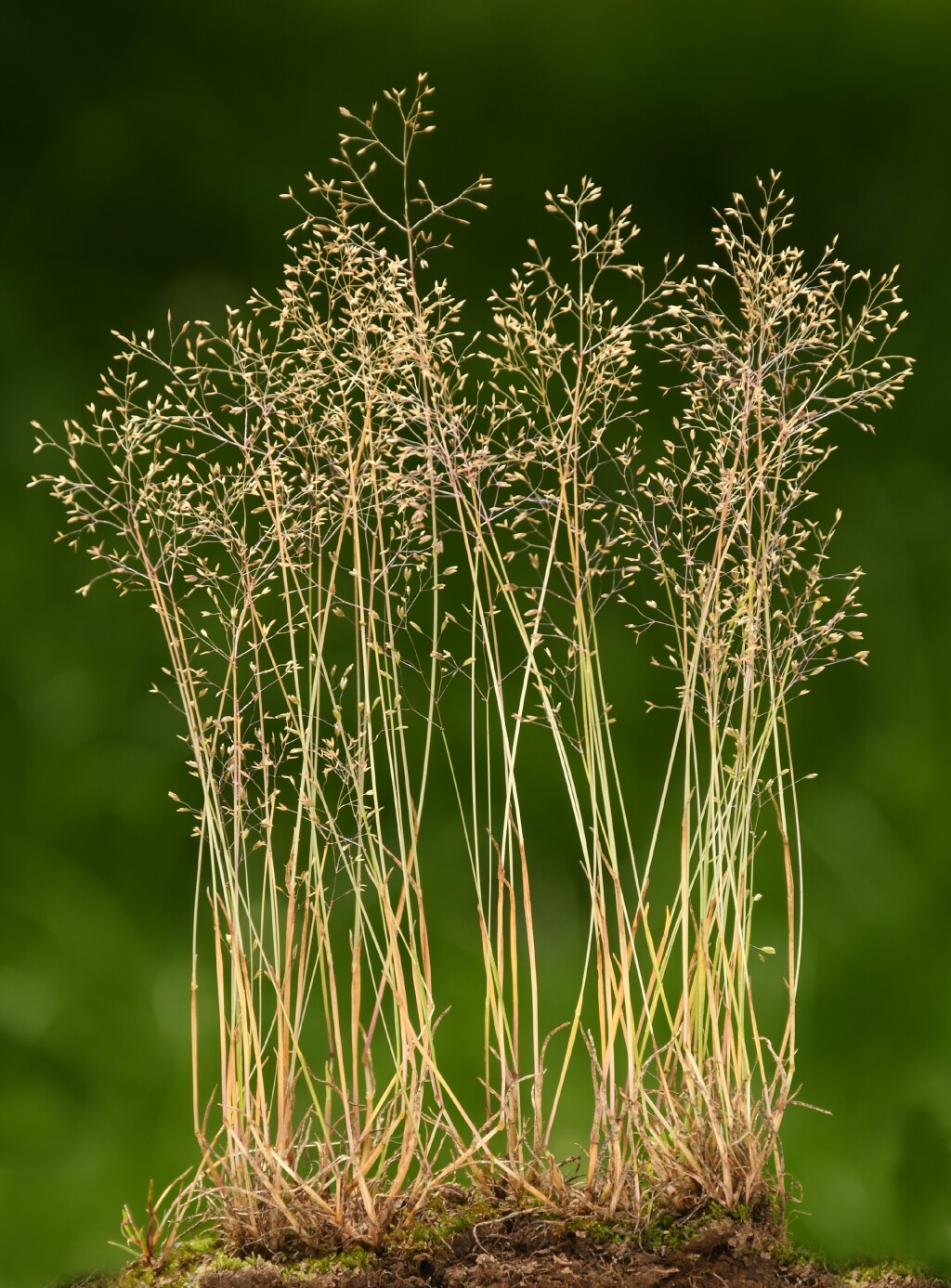 Molineriella (hero image)