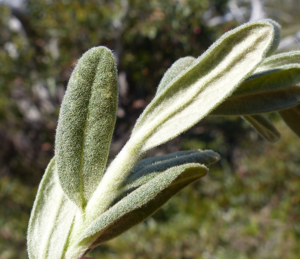 Olearia frostii (hero image)