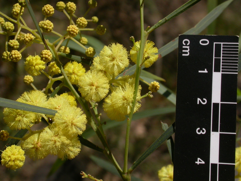 Acacia provincialis (hero image)