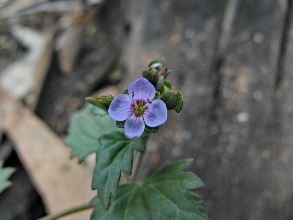 Veronica plebeia (hero image)