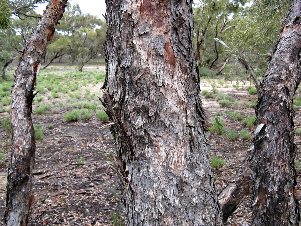 Eucalyptus gracilis (hero image)