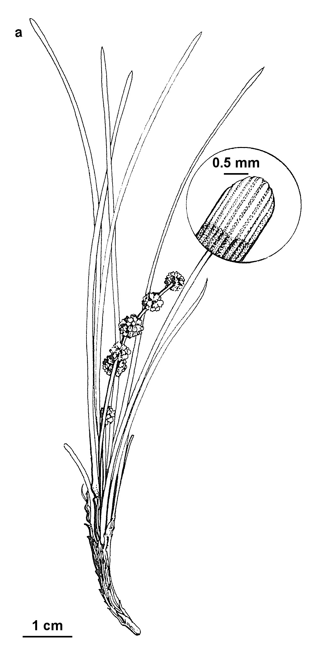 Lomandra nana (hero image)