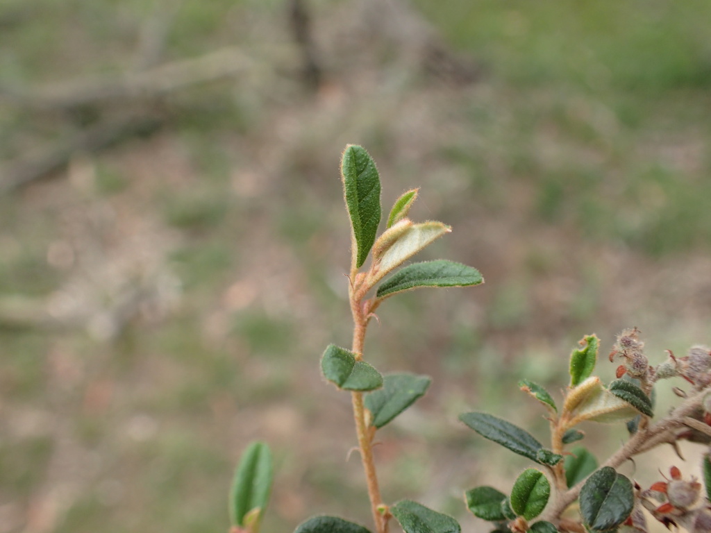 Pomaderris pauciflora (hero image)