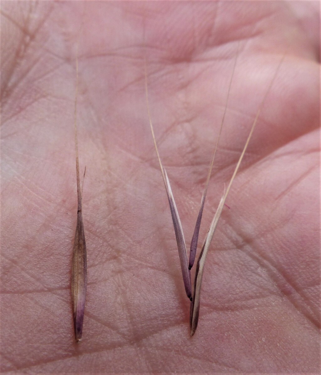 Bromus madritensis (hero image)