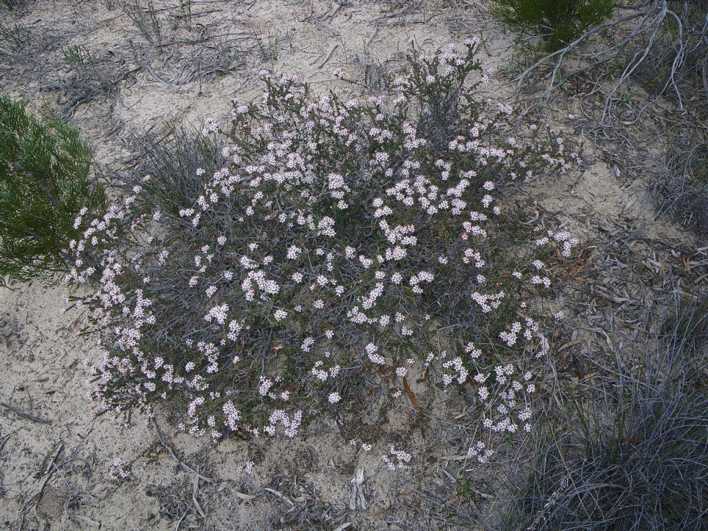 Leionema microphyllum (hero image)