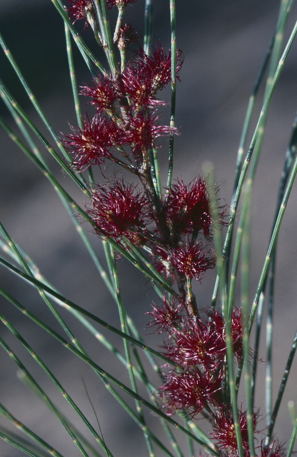 Allocasuarina littoralis (hero image)