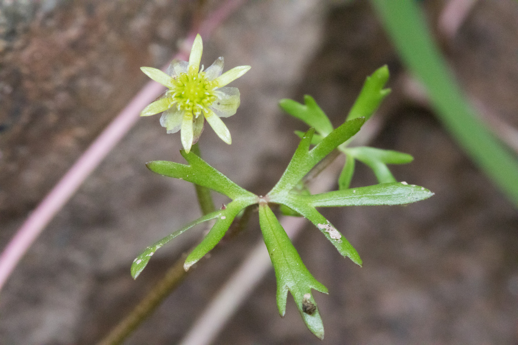 Ranunculus amphitrichus (hero image)