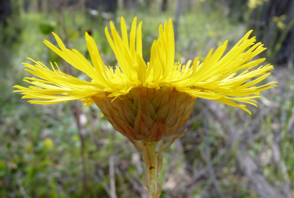 Podolepis jaceoides (hero image)