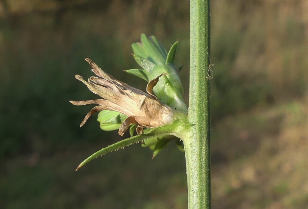 Cichorium (hero image)