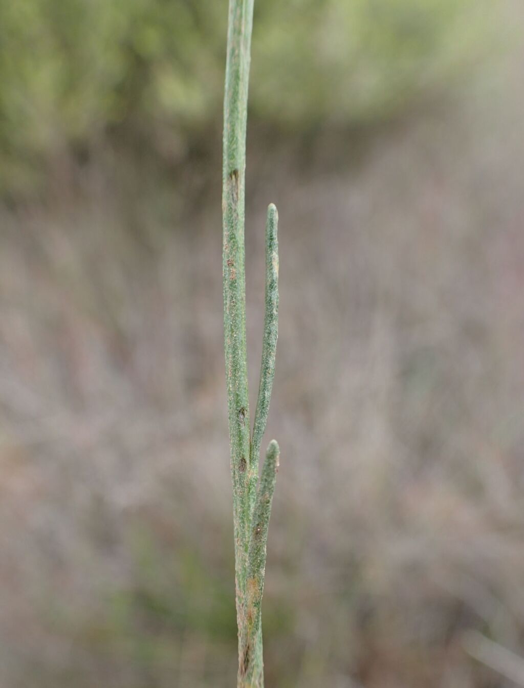 Olearia suffruticosa (hero image)