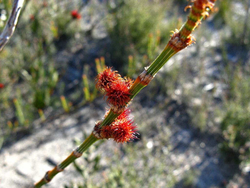 Allocasuarina mackliniana subsp. xerophila (hero image)