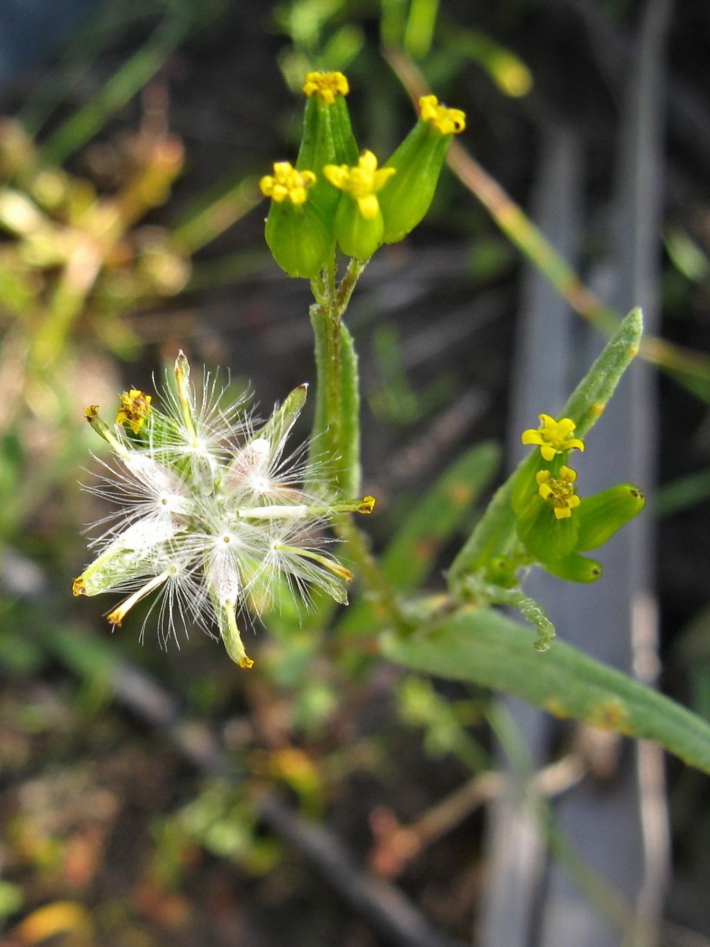 Senecio glossanthus (hero image)