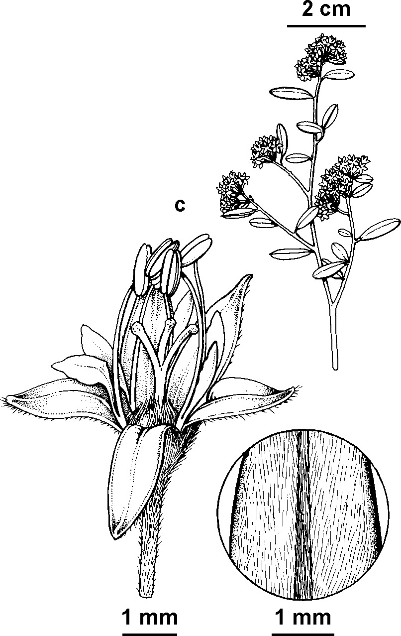 Pomaderris ledifolia (hero image)