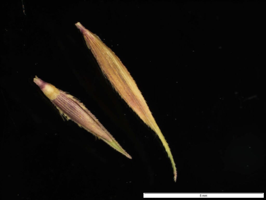 Pseudoraphis (hero image)