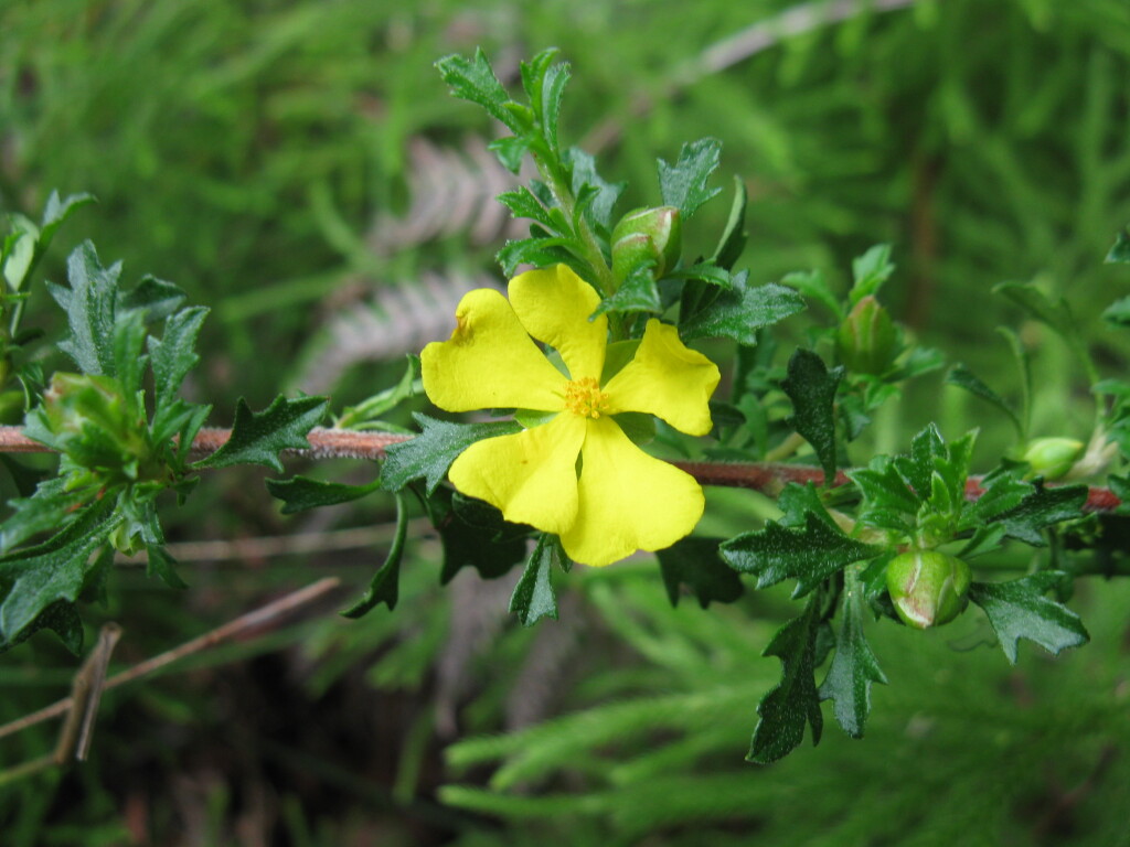 Hibbertia diffusa (hero image)