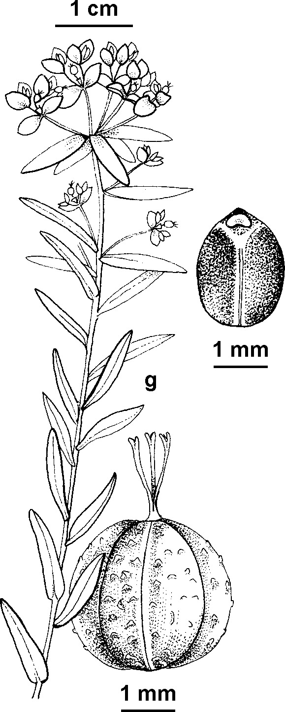 Euphorbia platyphyllos (hero image)