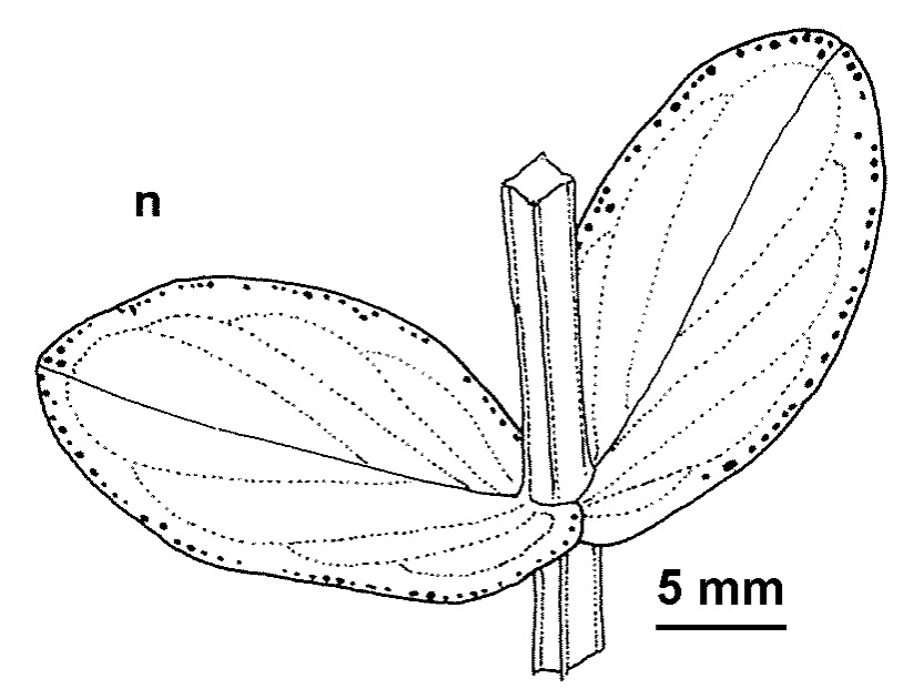 Hypericum tetrapterum (hero image)