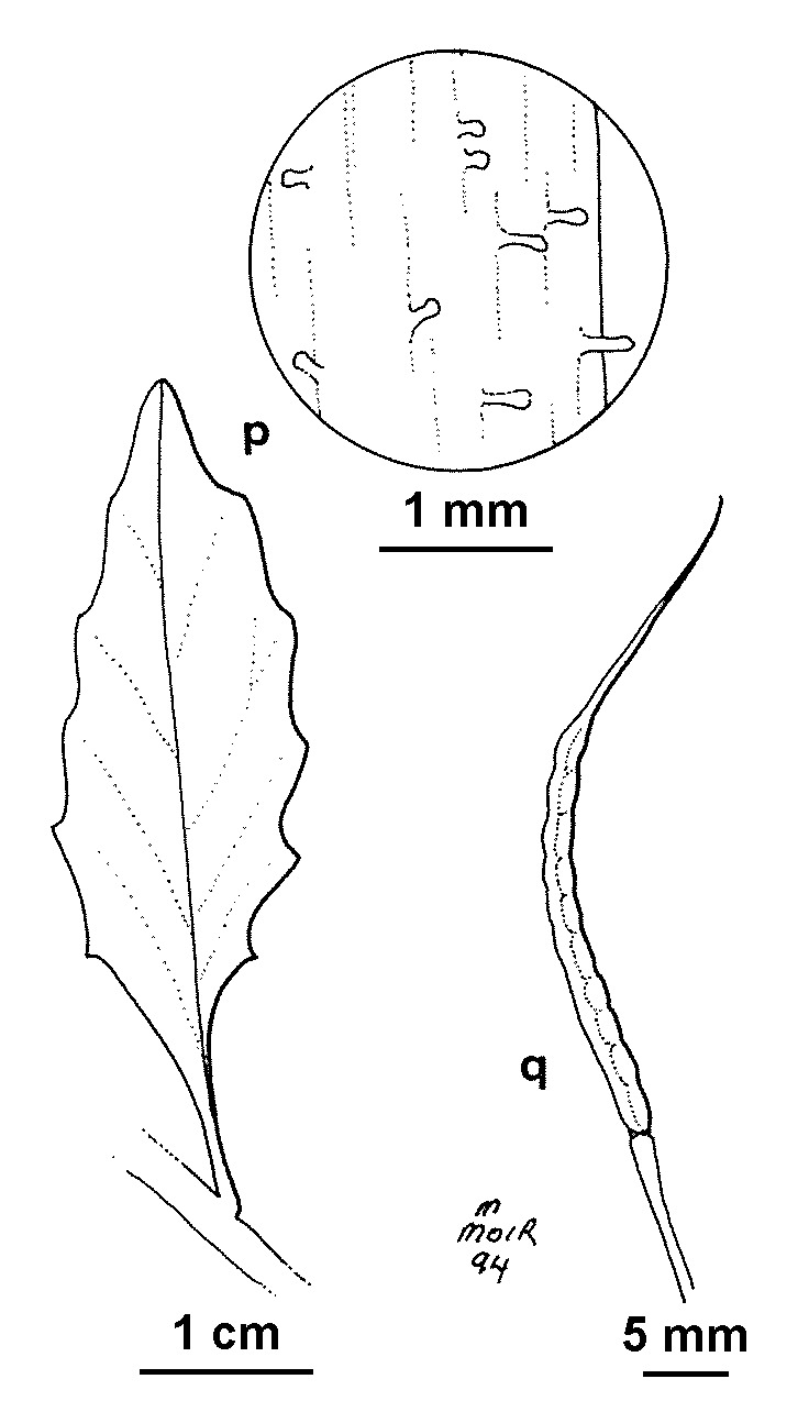 Chorispora (hero image)