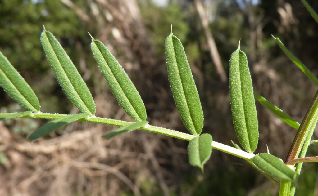 Vicia sativa subsp. sativa (hero image)