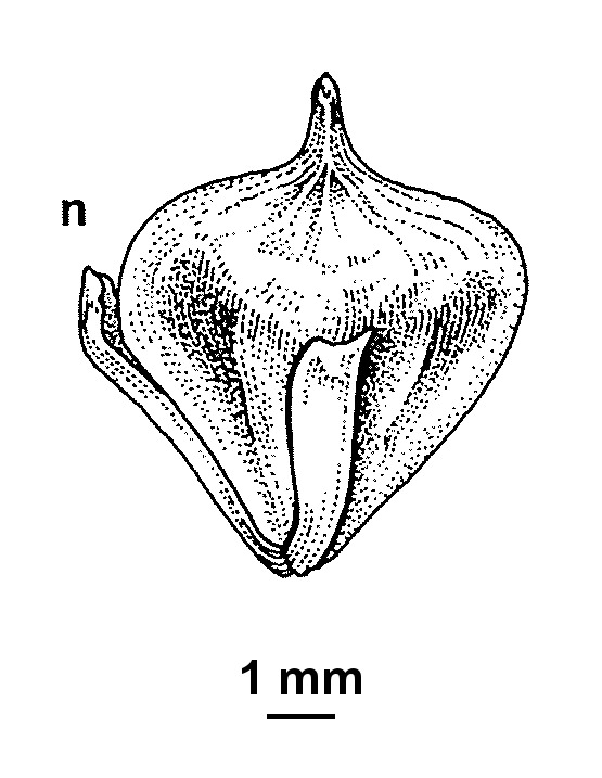 Sparganium (hero image)