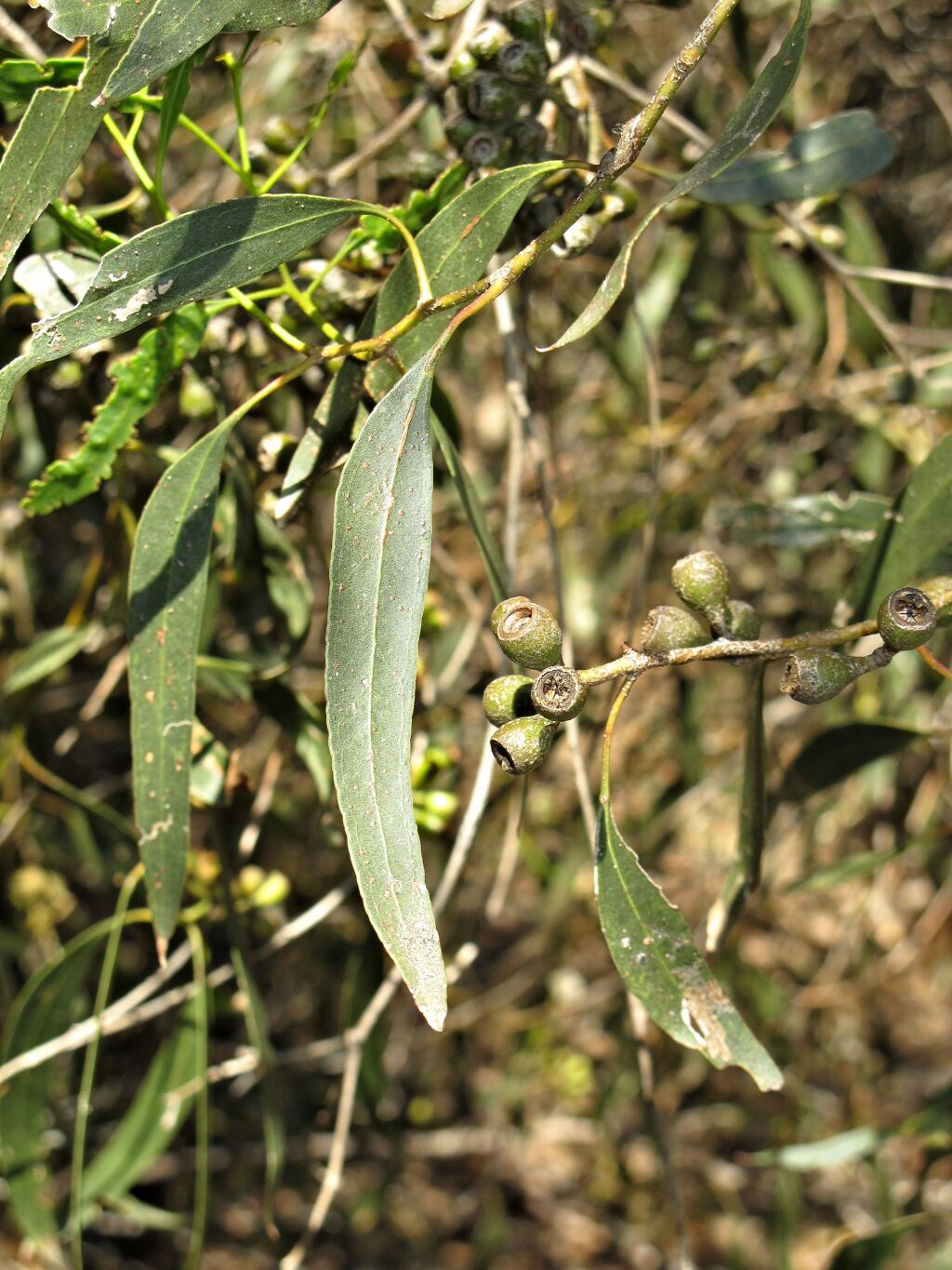 Eucalyptus viridis (hero image)