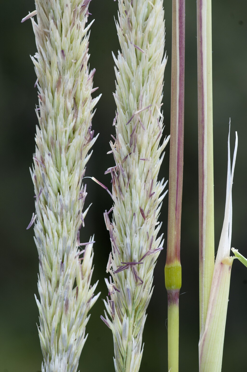 Calamagrostis arenaria (hero image)