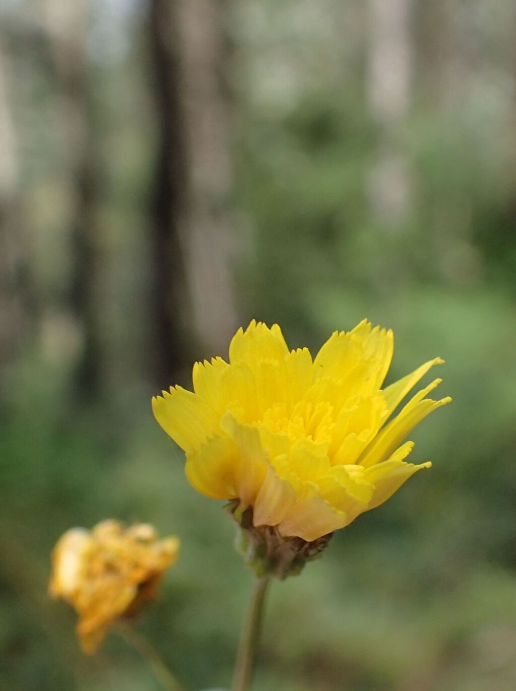 Crepis capillaris (hero image)