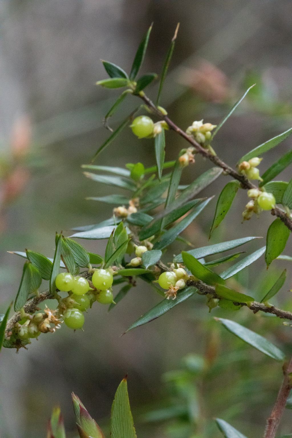 Acrotriche leucocarpa (hero image)