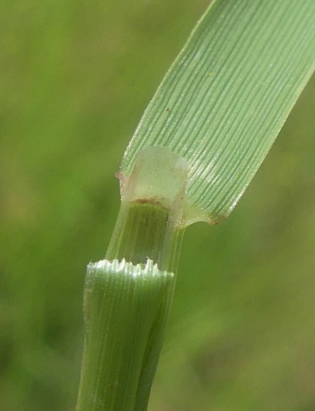 Agrostis capillaris var. capillaris (hero image)