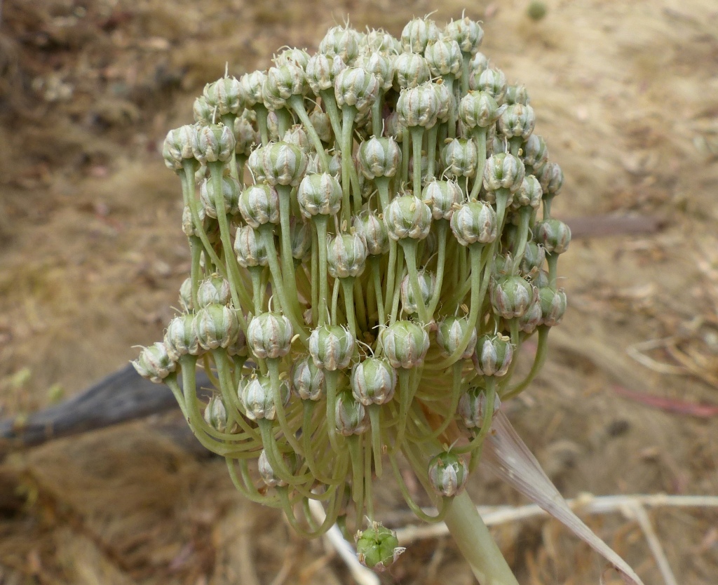 Allium (hero image)