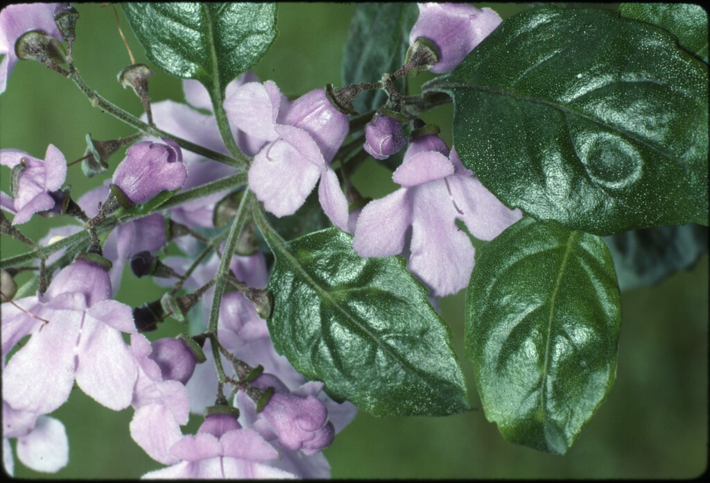 Prostanthera melissifolia (hero image)