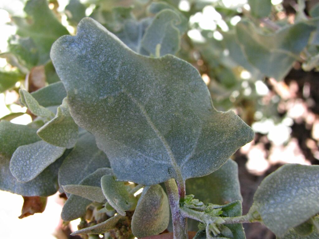 Atriplex rhagodioides (hero image)