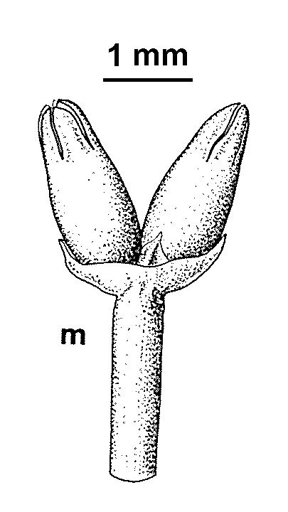 Scleranthus brockiei (hero image)