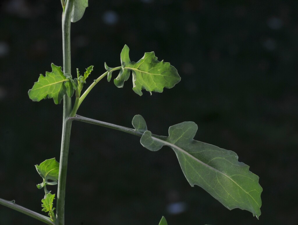 Brassica fruticulosa (hero image)
