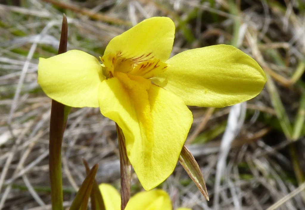 Diuris monticola (hero image)