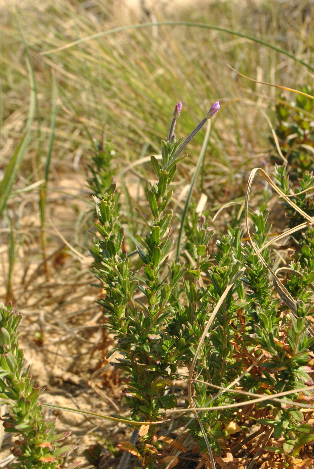 Epilobium billardiereanum (hero image)