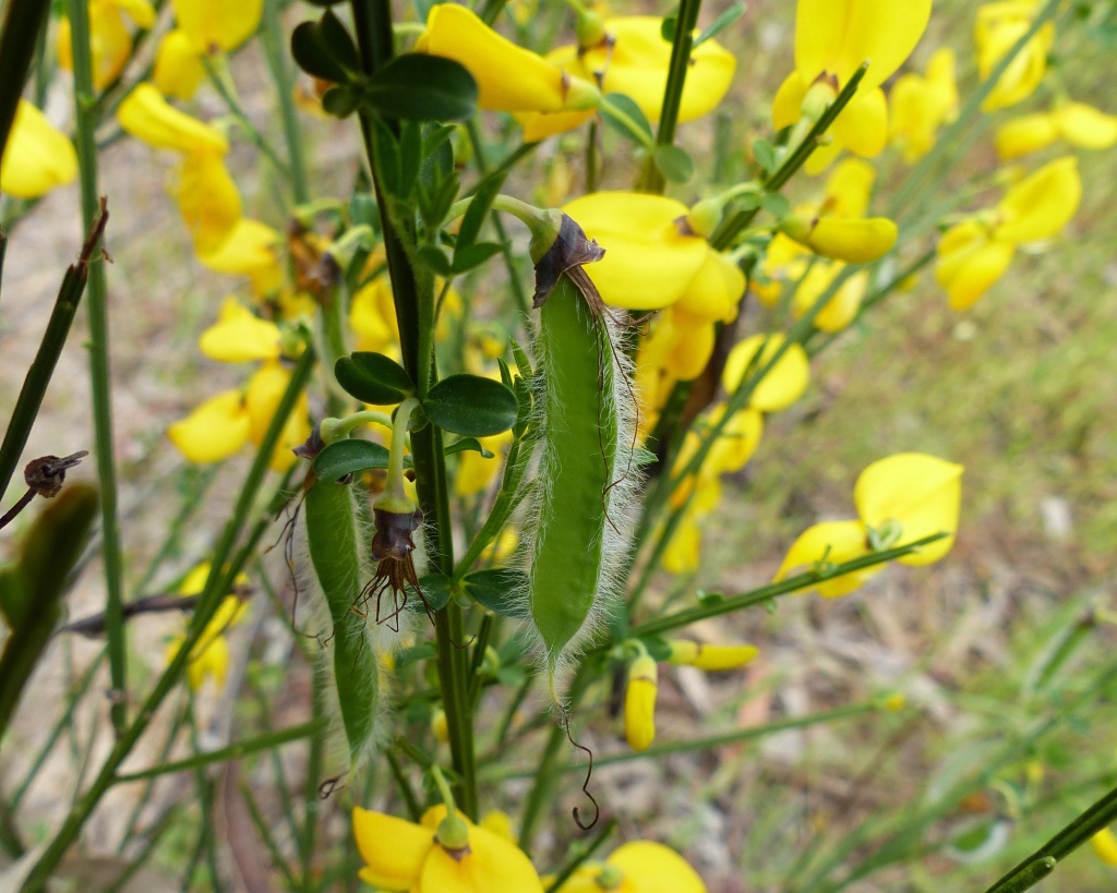 Cytisus scoparius (hero image)