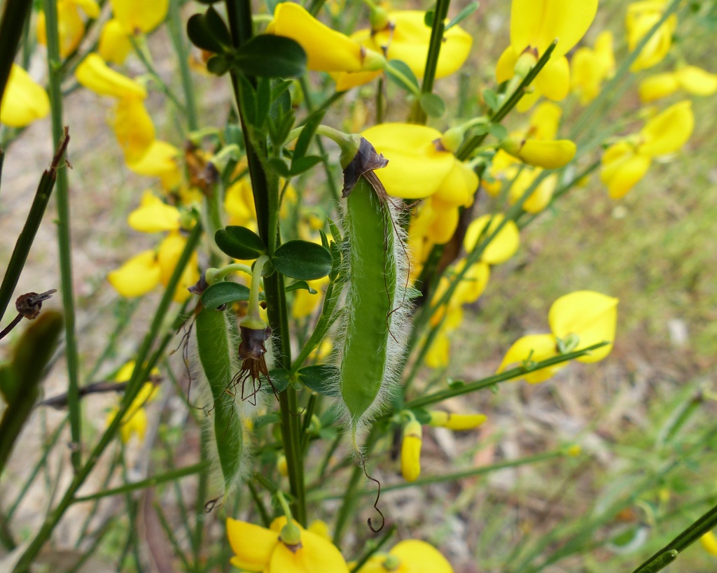 Cytisus (hero image)