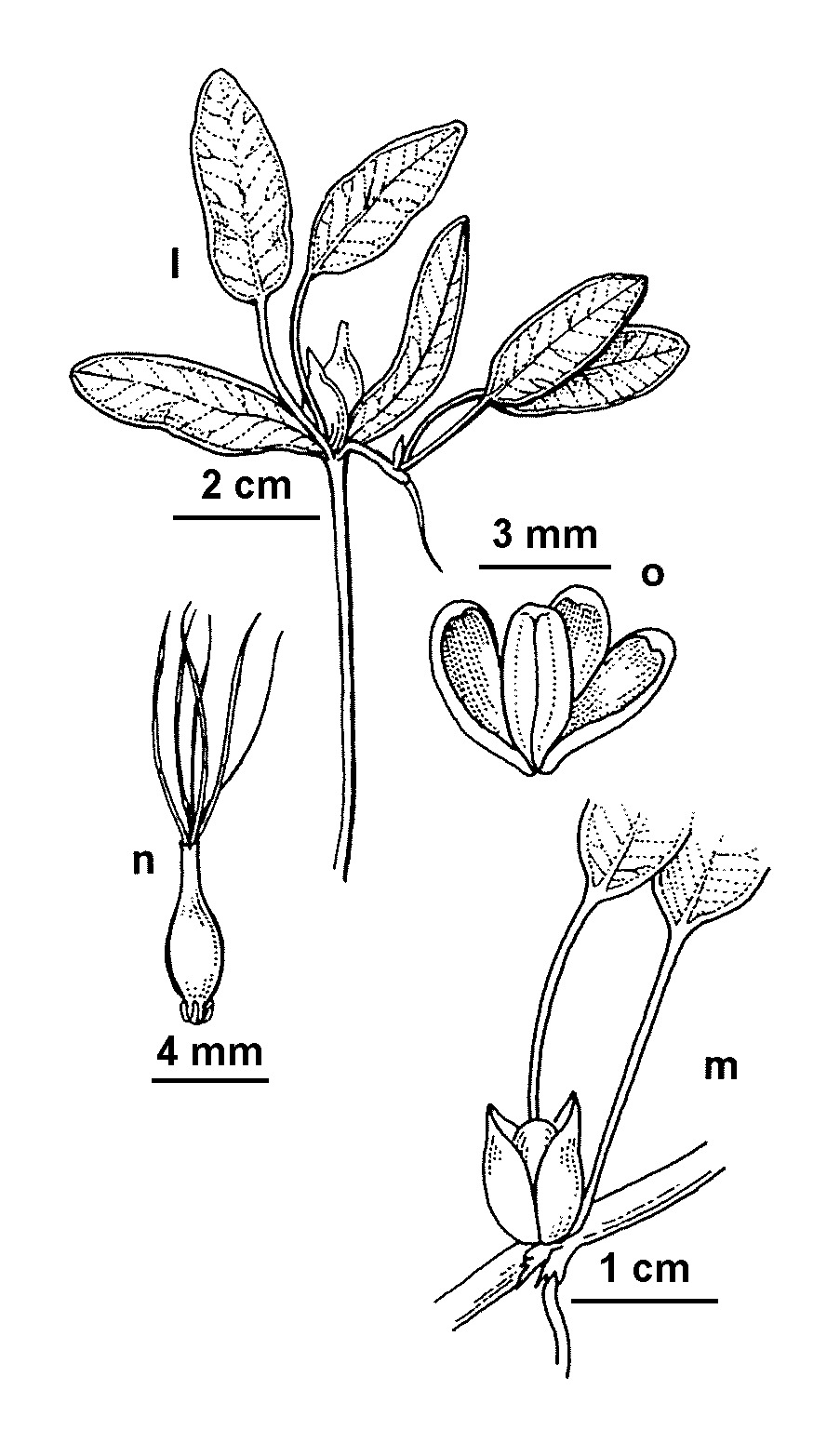 Halophila australis (hero image)