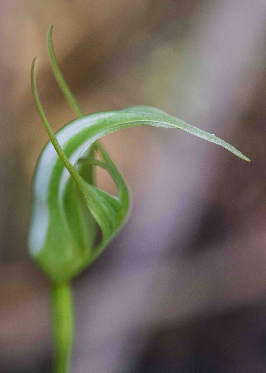 Pterostylis lustra (hero image)