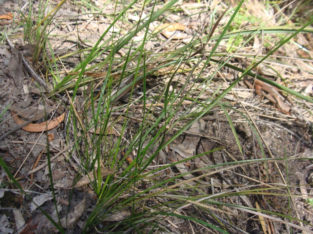 Lepidosperma gunnii (hero image)