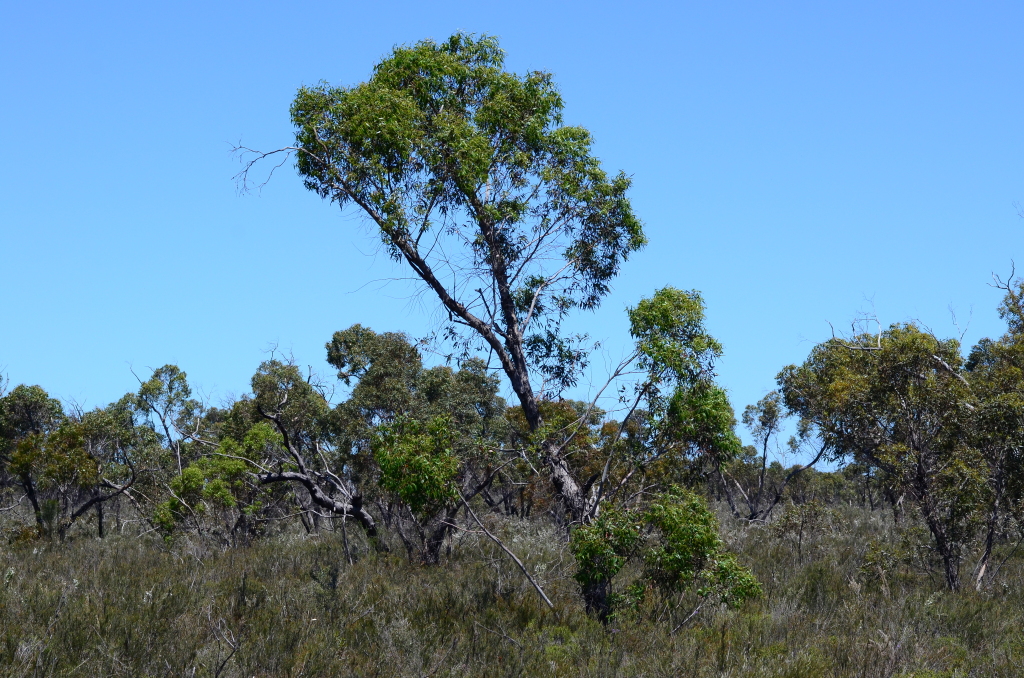 Eucalyptus molyneuxii (hero image)