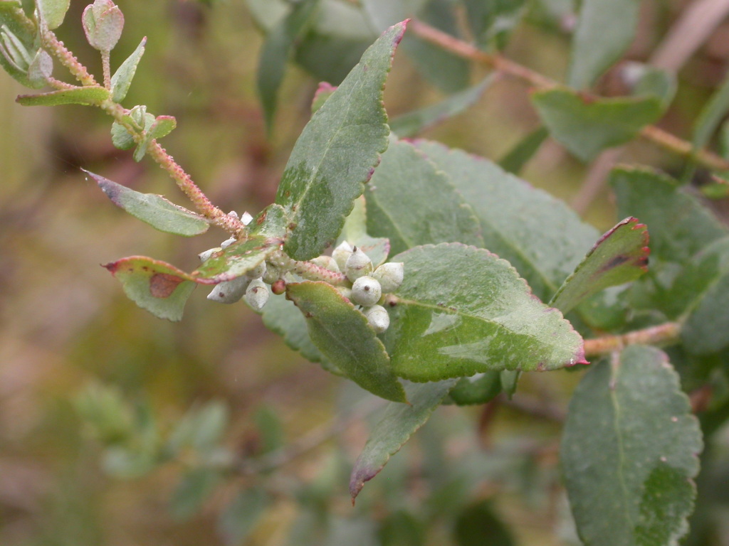Eucalyptus crenulata (hero image)