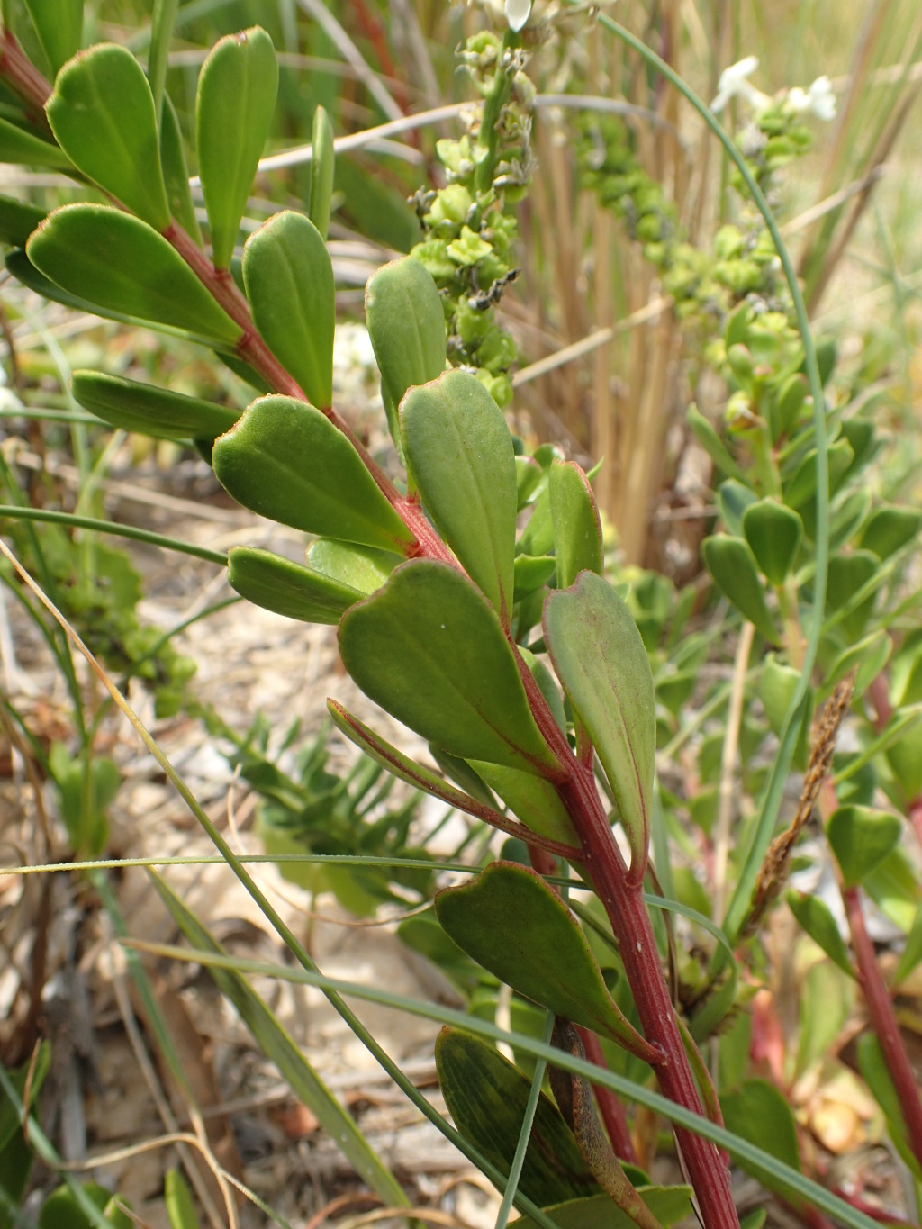 Stackhousia spathulata (hero image)