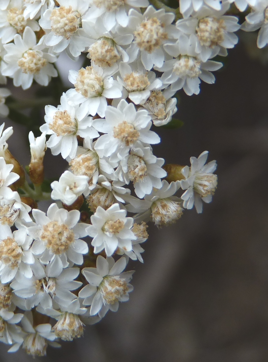 Ozothamnus secundiflorus (hero image)