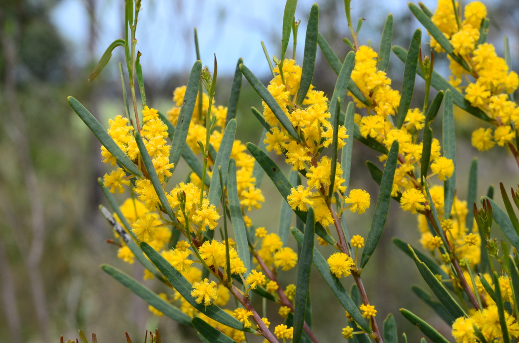 Acacia ligulata (hero image)