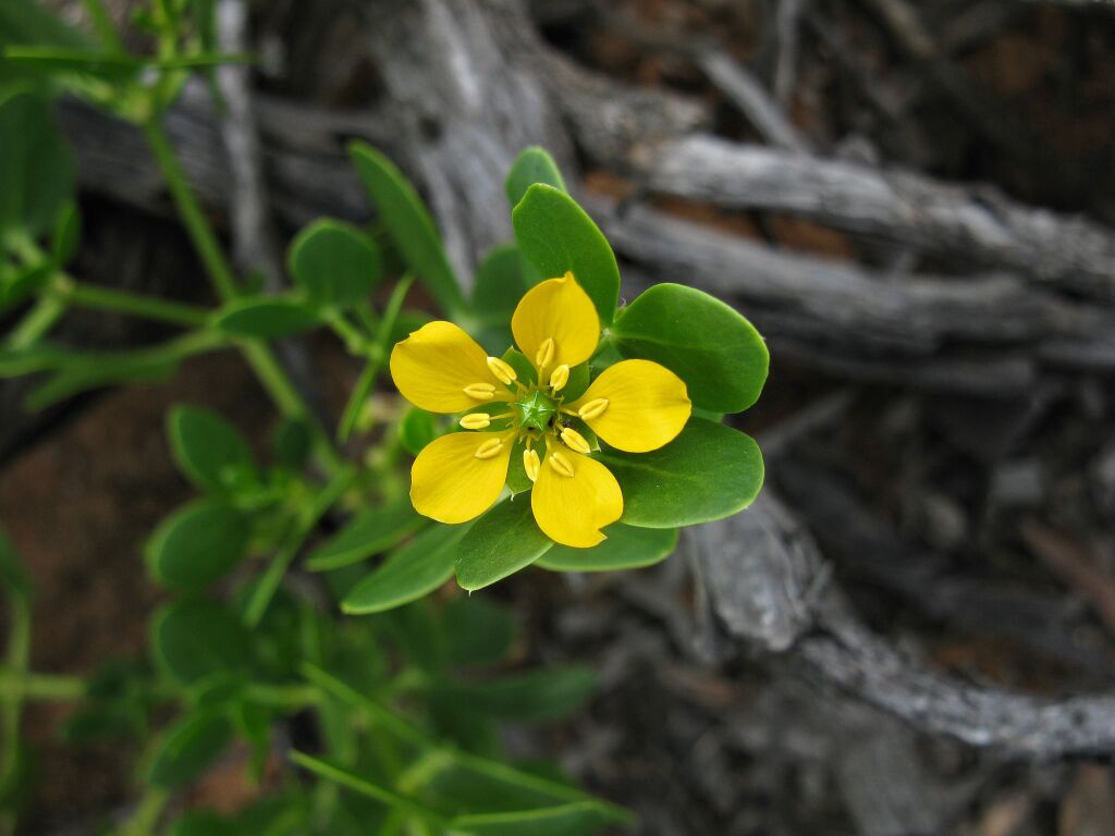 Roepera apiculata (hero image)