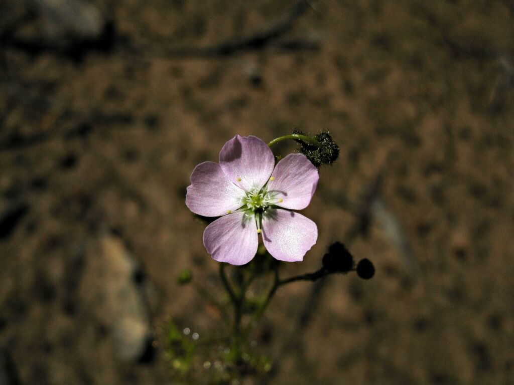 Drosera hookeri (hero image)